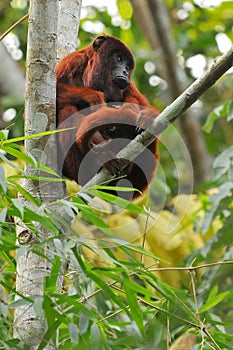 Peru, Amazon Rainforest, Howler monkeys, among the largest of the New World Monkeys
