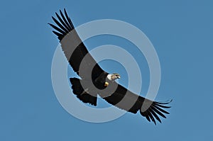 Peru, Arequipa, Colca Canyon, Andean Condor, Vultur gryphus.