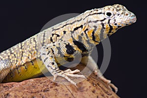 Peru Pacific Iguana (Microlophus peruvianus)