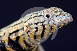 Peru Pacific Iguana (Microlophus peruvianus) photo