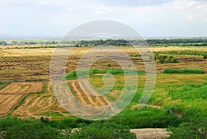 Peru Piura rice field cultivated and in harvest