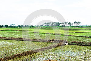 Peru Piura rice field cultivated and in harvest