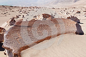 Peru, Toro Muerto Petroglyphs photo