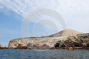 Peru, wildlife on Islas Ballestas near Paracas