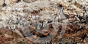 Peru, wildlife on Islas Ballestas near Paracas