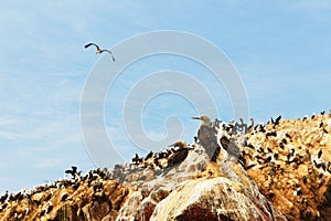 Peru, wildlife on Islas Ballestas near Paracas photo