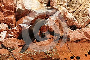 Peru, wildlife on Islas Ballestas near Paracas