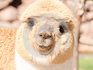 Peruvian alpaca face