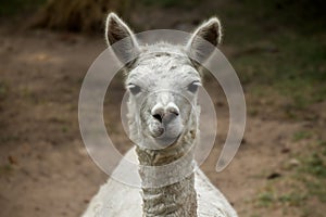 Peruvian Alpaca Front View