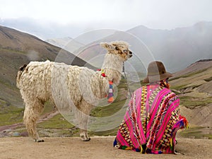Peruvian alpaca and handler photo