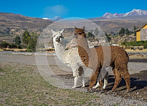 Peruvian alpacas