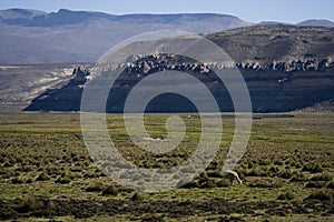 Peruvian altiplano with alpaca photo