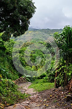 Peruvian Amazon Jungle (Tarapoto)