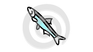 peruvian anchoveta color icon animation