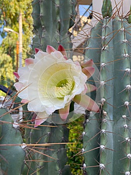 Peruvian Apple Cactus blooming in early morning, closeup.