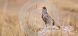 Peruvian bird in nature photo