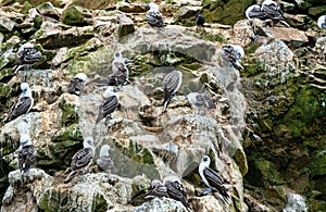 Peruvian boobies at the Ballestas Islands in Peru