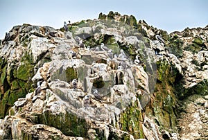 Peruvian boobies at the Ballestas Islands in Peru