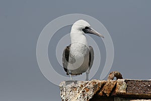 Peruvian boobies close up picture