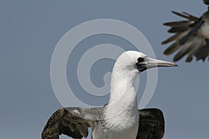 Peruvian boobies close up picture