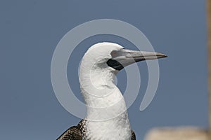 Peruvian boobies close up picture