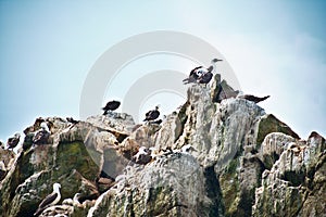 Peruvian boobies perched on a rocky cliff on Las Islas Ballestas Paracas Peru