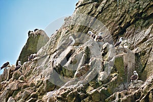 Peruvian boobies perched on a rocky cliff on Las Islas Ballestas Paracas Peru