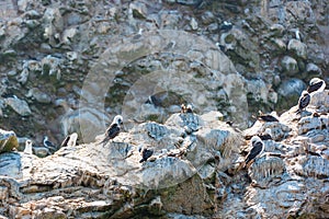 Peruvian boobies Sula variegata at the Ballestas Islands in Peru