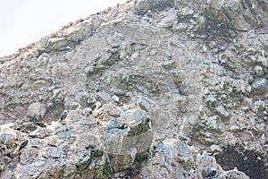 Peruvian boobies Sula variegata at the Ballestas Islands in Peru