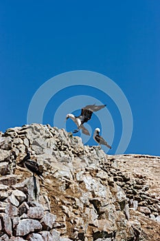 Peruvian booby landing on a rock, Islas Ballestas, Paracas Peninsula, Peru