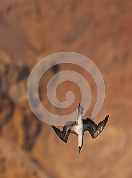 Peruvian Booby in nosedive