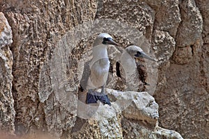 Peruvian booby, Sula variegata, on the cliffs of the Isla de Balestas National Park, Peru