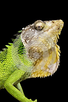 Peruvian Bush Anole Polychrus peruvianus photo