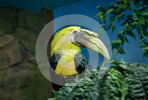 Peruvian calao (Latin Rhyticeros plicatus) sitting among the grass on a blue background