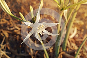 Peruvian Daffodil. Ismene flower on the Crete sea cost