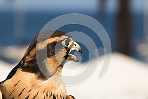 Peruvian falcon an aplomado, a closeup, head shot of a bird of prey, a raptor with brown and gold markings on feathers and dramati