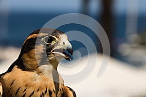 Peruvian falcon an aplomado, a closeup, head shot of a bird of prey, a raptor with brown and gold markings on feathers and dramati