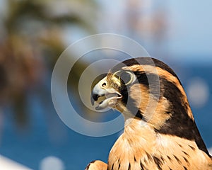 Peruvian falcon an aplomado, a closeup, head shot of a bird of prey, a raptor with brown and gold markings on feathers and dramati