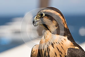 Peruvian falcon an aplomado, a closeup, head shot of a bird of prey, a raptor with brown and gold markings on feathers and dramati