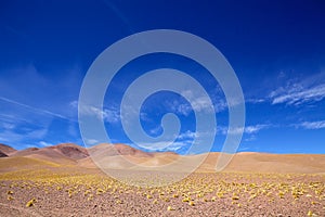 Peruvian feathergrass in the Puna de Atacama, Argentina photo