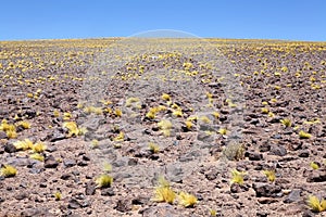 Peruvian feathergrass in the Puna de Atacama, Argentina