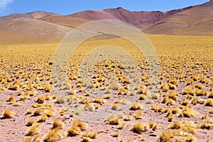 Peruvian feathergrass in the Puna de Atacama, Argentina