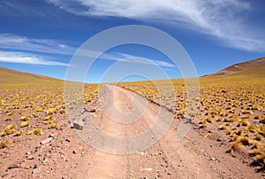 Peruvian feathergrass in the Puna de Atacama, Argentina