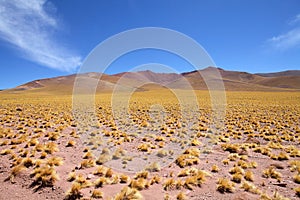 Peruvian feathergrass in the Puna de Atacama, Argentina photo