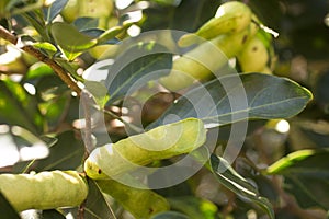 Peruvian fruit called Pacay Inga feuilleei