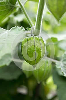 Peruvian groundcherry unripened green fruits