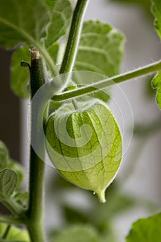 Peruvian groundcherry unripened green fruits