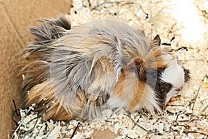 Peruvian guinea pig