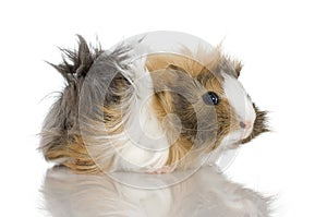 Peruvian guinea pig