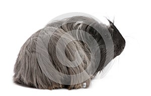 Peruvian guinea pig, Cavia porcellus, lying photo